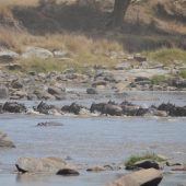  The Serengeti, TZ